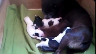 Dog nursing orphaned raccoon