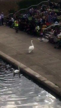 Cisne enfadado ahuyenta a los turistas que le rodean