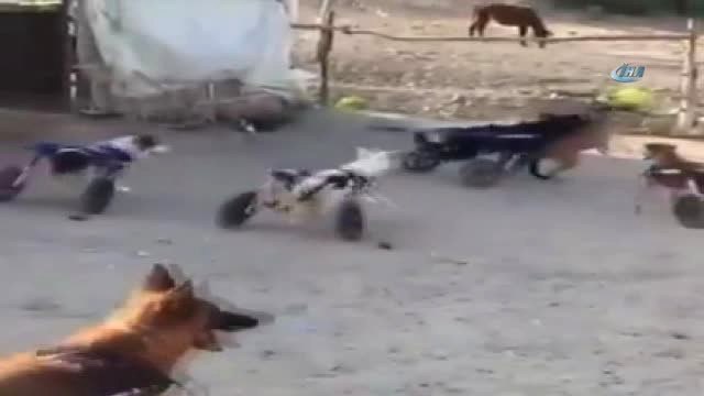 Sokak Köpeklerine Yürüteç Yaptılar
