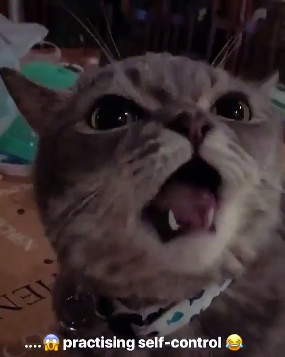 My cat is practicing eating foor in front of camera