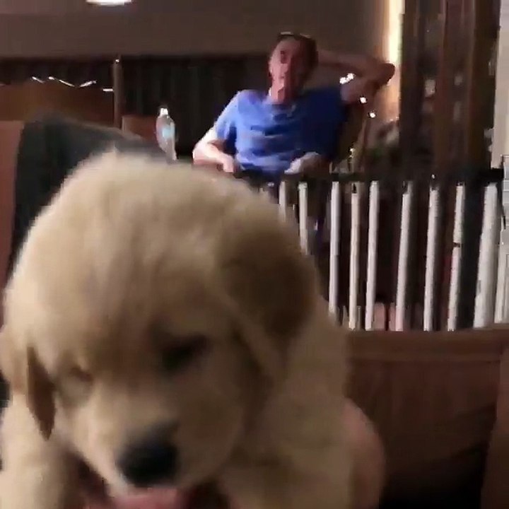 Little cute golden dog looking for some friends