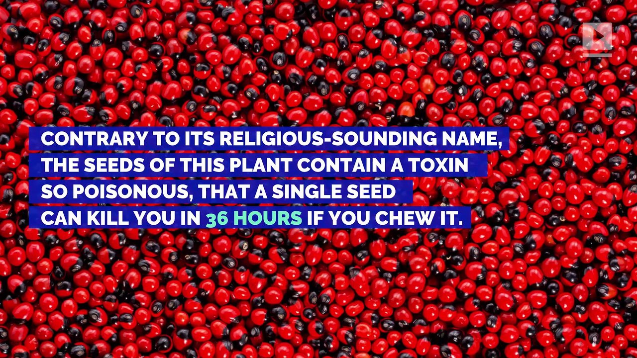 These 4 Plants Can Kill or Maim You video Dailymotion