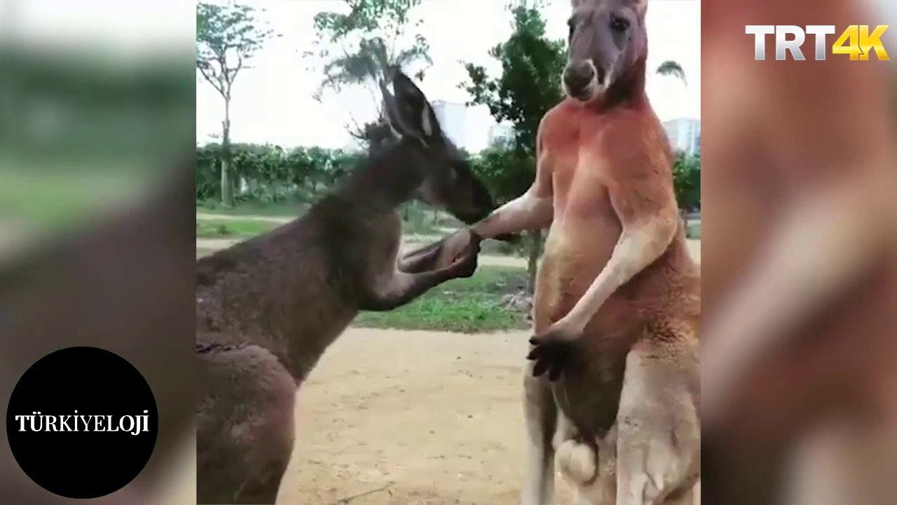 El öptürüp sonra tokatlayan kanguru reis