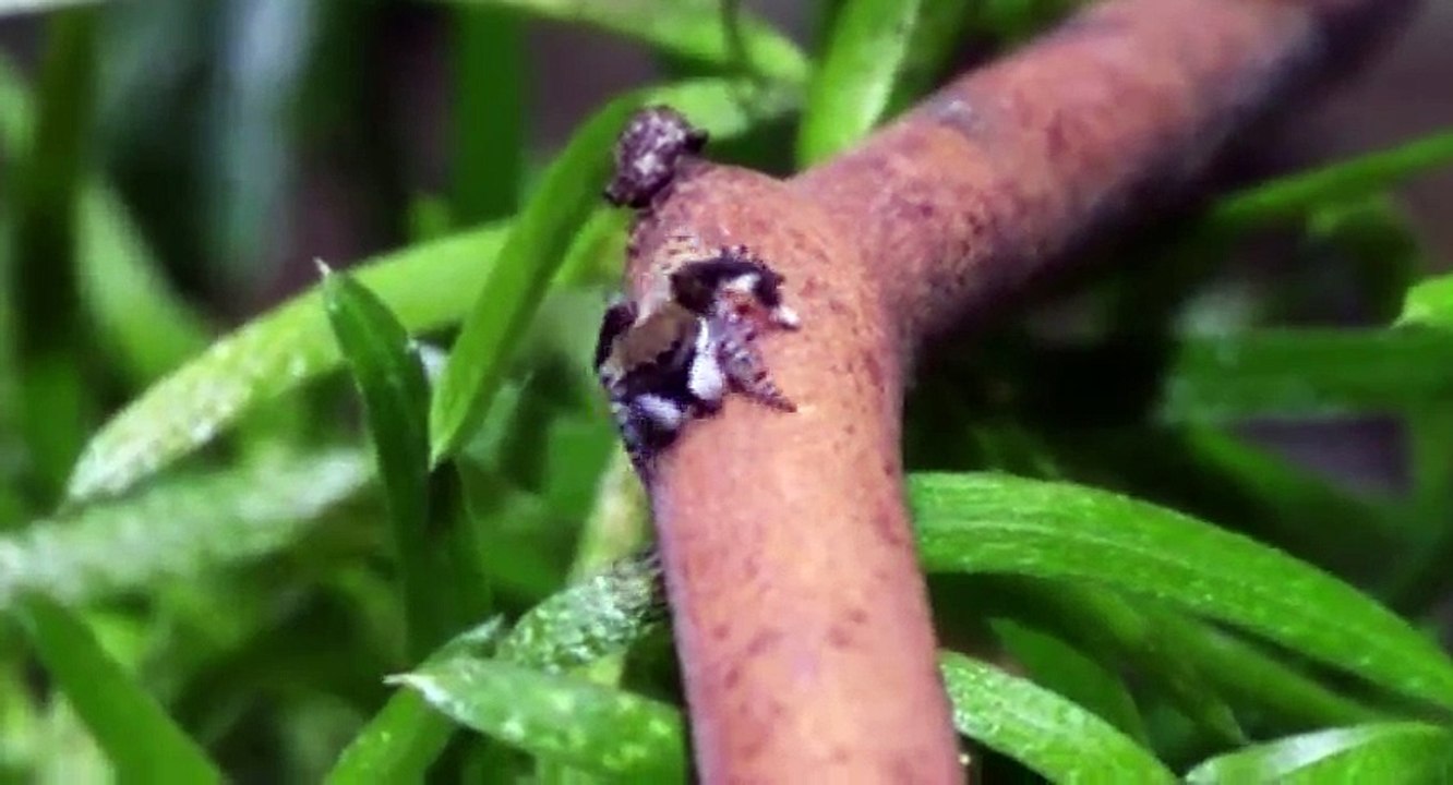 Nature  039 s Greatest Dancers S01  E01 The Dance for Love - Part 02