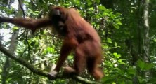 Nature  039 s Greatest Dancers S01  E02 The Dance for Life - Part 03