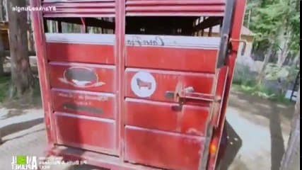 Yankee Jungle S02  E04 Birth and Rescue