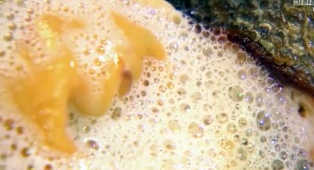 Ale  Polizzi   Chefs On Trial S01  E11 Amelies Heat 3 - Part 02