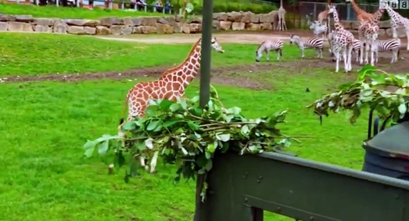 Animal Park  UK  S12xxE05 Summer Special 2017 E 5 - Part 01