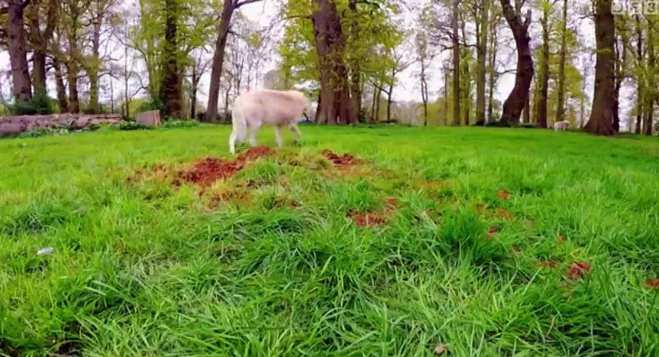 Animal Park  UK  S12xxE05 Summer Special 2017 E 5 - Part 02