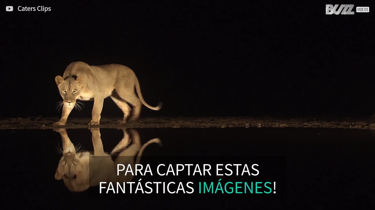 Fotógrafo capta imágenes fascinantes de leones matando la sed