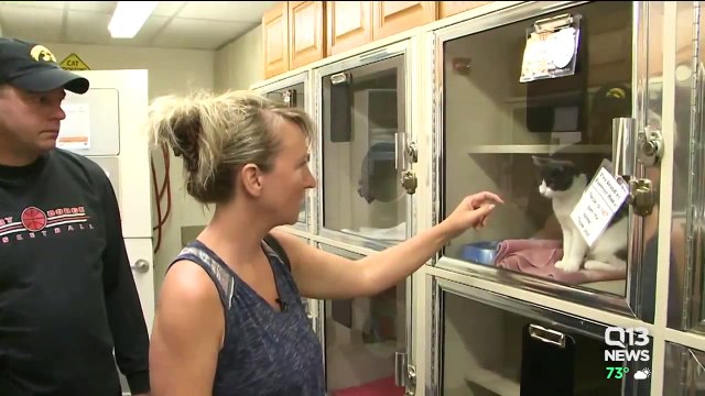 Mystery Surrounds Mutilation of Cats in Washington State County