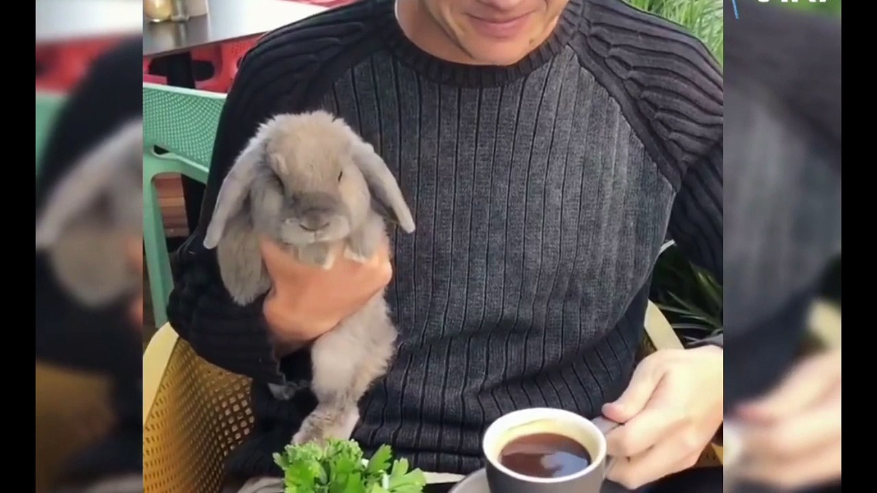 Most Adorable Animals Videos You Ever See ! 2