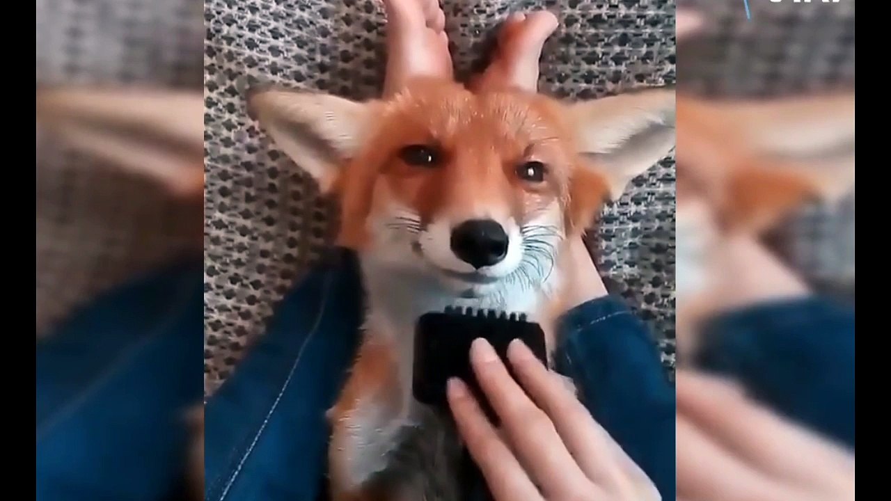 Most Adorable Animals Videos You Ever See ! 3