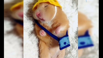 Most Adorable Animals Videos You Ever See !