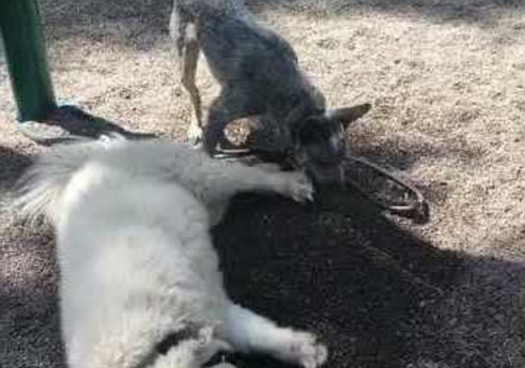 Three-Legged Dog Learns to Dig in Her Own Adapted Way