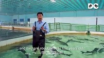 Come and see the living fossil! On the earth since the days of the dinosaurs, the Chinese sturgeon has existed for more than 140 million years. In an effort to