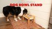 Saturday Morning Workshop How To Build A Dog Bowl Stand