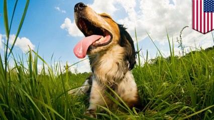 Man contracts deadly infection from his dog's saliva