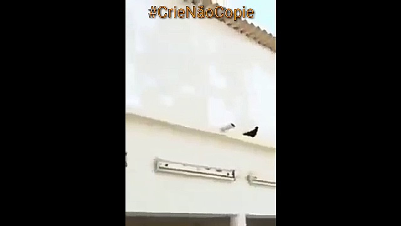 A vingança do pombo
