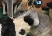 Needy Little Wallaby Won't Let Go of Panda Pal