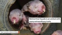 Looks Don't Matter! These Naked Mole Rats Defy Aging Conventions