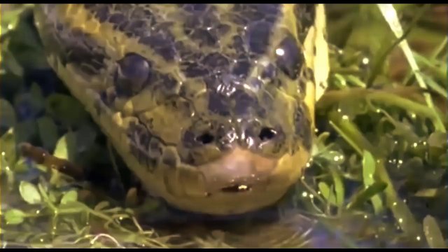 Real Fight - Python attacks Alligator - Python vs Crocodile - Hunter becomes the Hunted Compilation