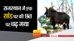 Rajasthan News I Bull stuck on rooftop of house, rescued by locals