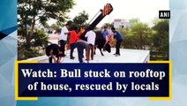 Viral Video : మేడెక్కిన ఎద్దు...అవాక్కైన ప్రజలు ఏం చేసారో చూడండి..!