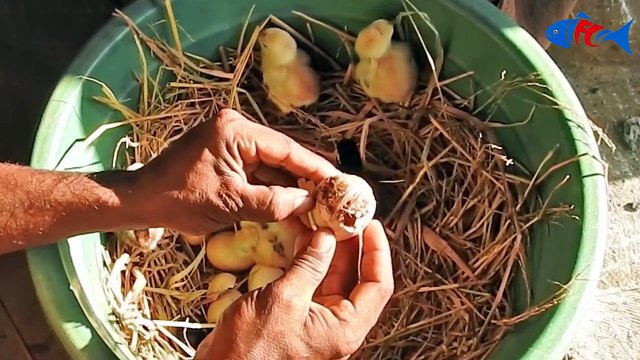 Hen Harvesting Eggs to Chicks Chicken country eggs to born new chicks # Fish Cutting