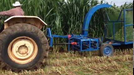 [Ilmu Peternakan] Teknologi Hijauan Pakan Ternak dan Rumput Unggul