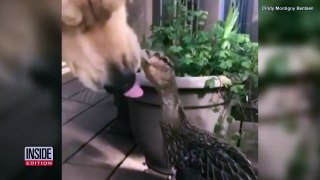 Dog and Duck Make Unlikely Best Friend Duo