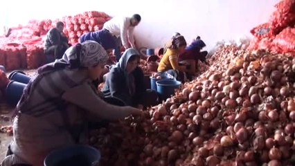 Ekmeklerini Topraktan Çıkartıyorlar