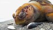 Heartbreaking footage reveals marine life killed by Florida's toxic algae bloom