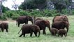 All About Elephants - Baby elephants playing, very cute funny!!!! African Safari Tsavo East Kenya