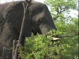 All About Elephants - Elephants Eating