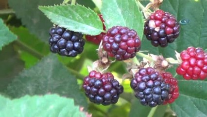 Kurtalan'dan 4 Ülkeye Böğürtlen İhraç Ediliyor