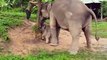 All About Elephant - Cute Newborn Baby Elephant Walking w_ Mother, Playing in Water