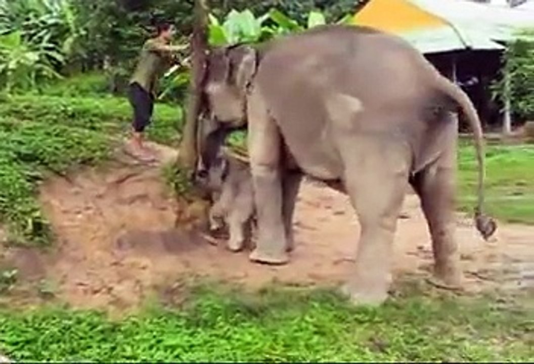 All About Elephant - Cute Newborn Baby Elephant Walking w_ Mother, Playing in Water
