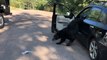 Police Release Bear Trapped in Parked Car in Colorado