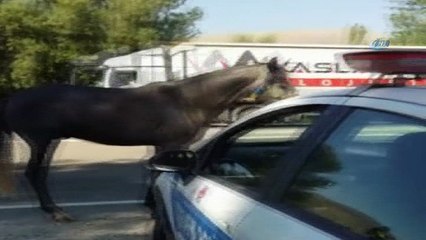 Uygulama noktasına giren at, polislere zor anlar yaşattı