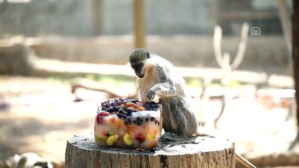 Hayvanlara buzlu meyve kokteyli -ANTALYA