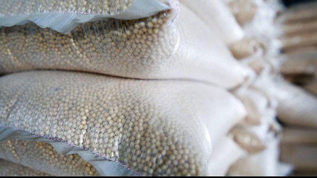 China-US trade war takes its toll on soybeans