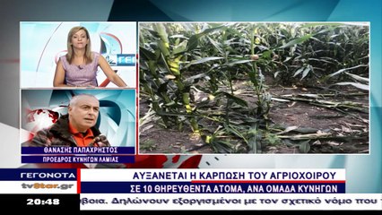 Κυνηγοί για αγριογρούρουνα: Υπομονή μέχρι 20 Αυγούστου που ξεκινά η κυνηγετική περίοδος