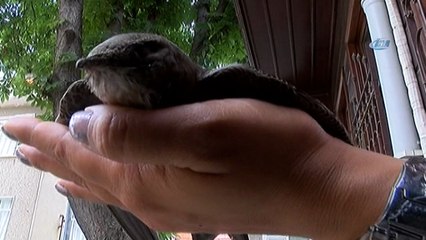 Ebabil kuşu bu seferde Tekirdağ’da bulundu