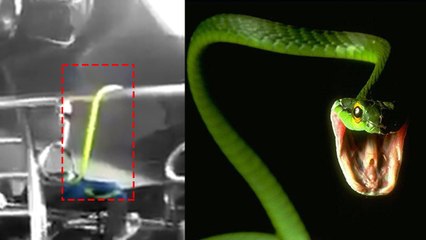 VIDEO: खचाखच भरी मुंबई लोकल के डिब्बे में आया सांप, मचा हड़कंप