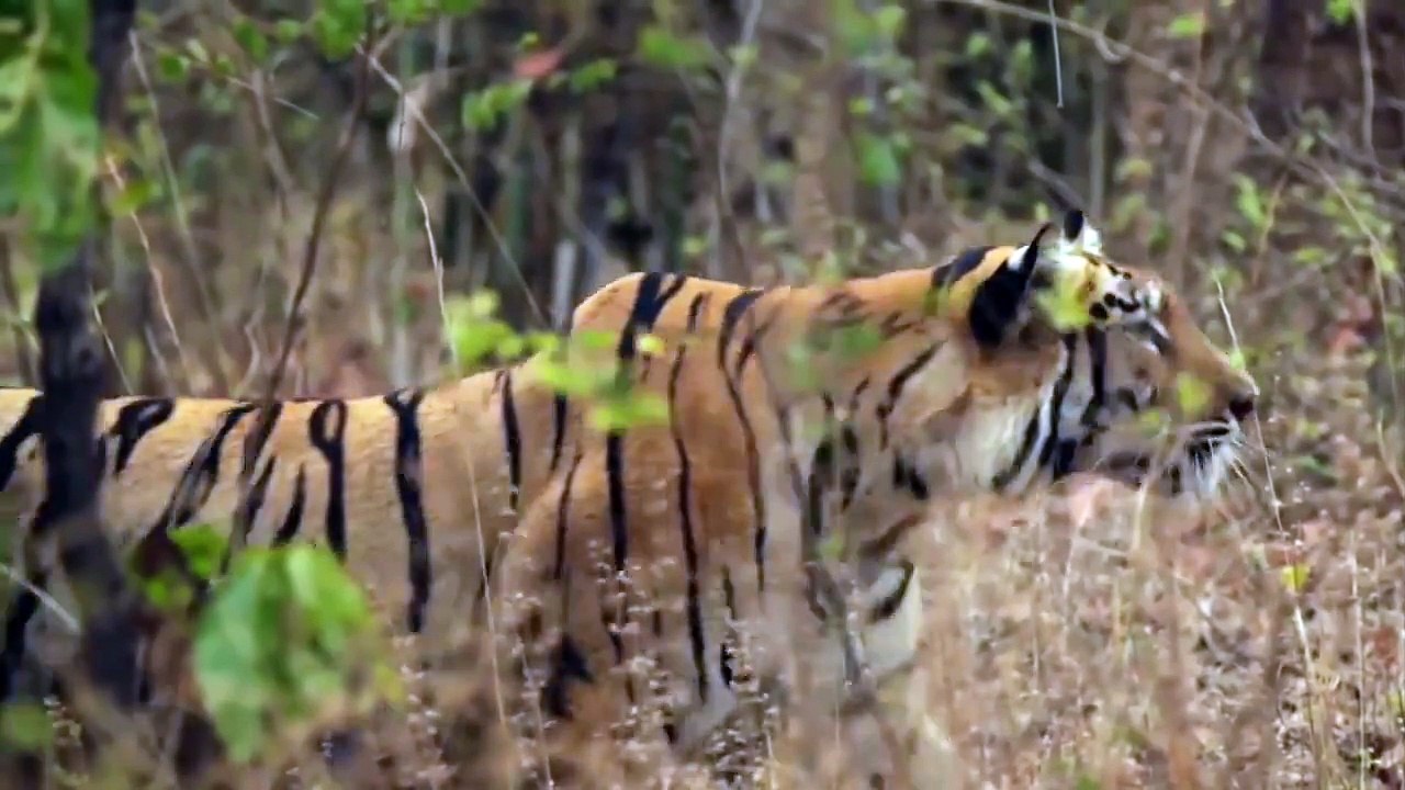 Bear Fight Tiger