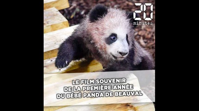 Anniversaire: Le film souvenir de la première année de Yuan Meng, le bébé panda du zoo de Beauval