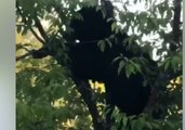 Anchorage Police Chase Tree-Climbing Bear Into Woods