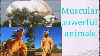 Muscular powerful animals