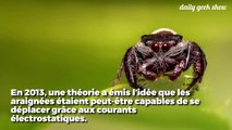 Découverte hallucinante : les araignées sont capables de voler grâce à l’électricité dans l’air